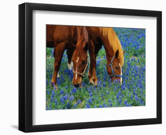 Horses Grazing Among Bluebonnets-Darrell Gulin-Framed Photographic Print