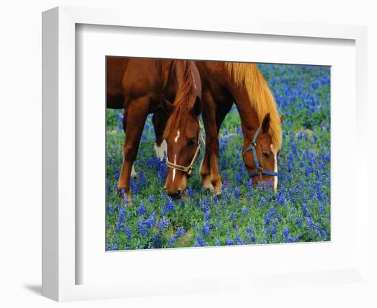 Horses Grazing Among Bluebonnets-Darrell Gulin-Framed Photographic Print