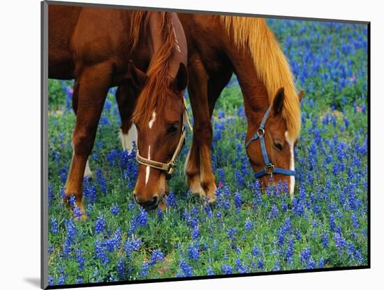 Horses Grazing Among Bluebonnets-Darrell Gulin-Mounted Photographic Print