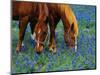 Horses Grazing Among Bluebonnets-Darrell Gulin-Mounted Photographic Print