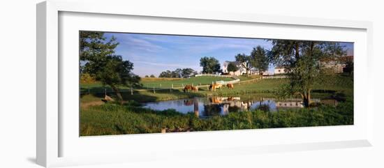 Horses Grazing at a Farm, Amish Country, Indiana, USA-null-Framed Premium Photographic Print