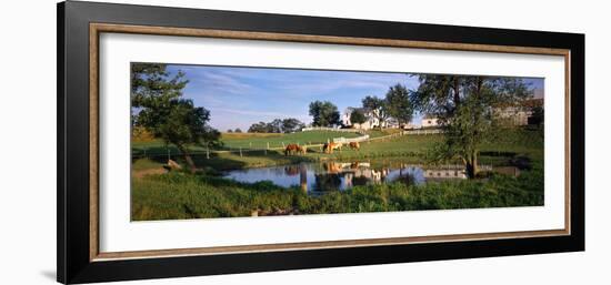 Horses Grazing at a Farm, Amish Country, Indiana, USA-null-Framed Photographic Print