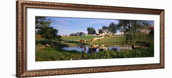 Horses Grazing at a Farm, Amish Country, Indiana, USA-null-Framed Photographic Print