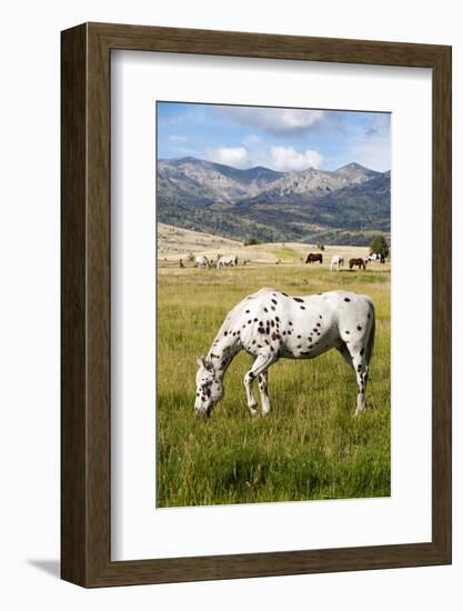 Horses Grazing at Bitterroot Ranch, Dubois, Wyoming, Usa-John Warburton-lee-Framed Photographic Print