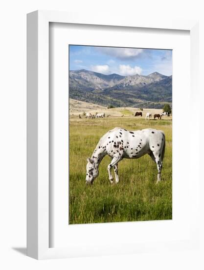 Horses Grazing at Bitterroot Ranch, Dubois, Wyoming, Usa-John Warburton-lee-Framed Photographic Print