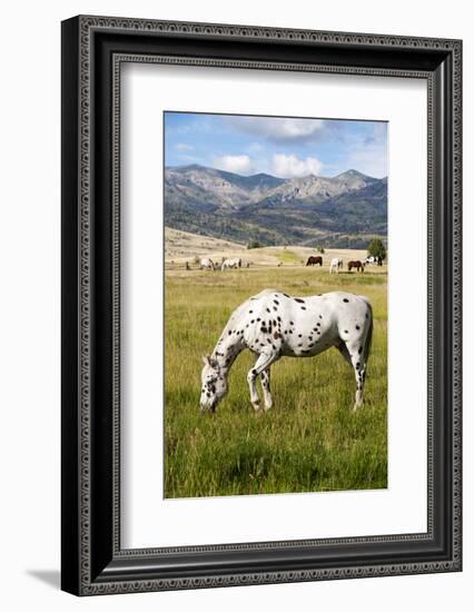 Horses Grazing at Bitterroot Ranch, Dubois, Wyoming, Usa-John Warburton-lee-Framed Photographic Print