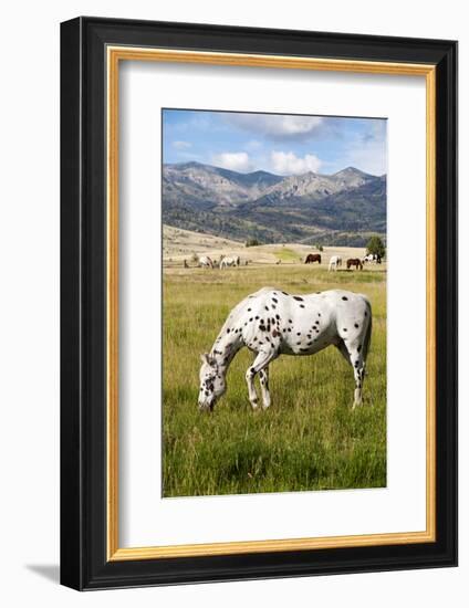 Horses Grazing at Bitterroot Ranch, Dubois, Wyoming, Usa-John Warburton-lee-Framed Photographic Print