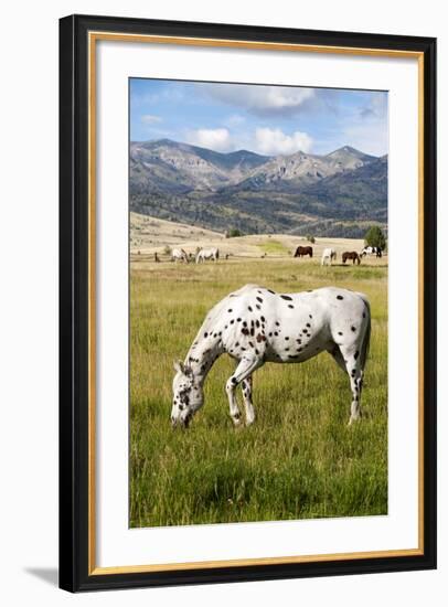 Horses Grazing at Bitterroot Ranch, Dubois, Wyoming, Usa-John Warburton-lee-Framed Photographic Print