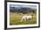 Horses Grazing at Bitterroot Ranch, Dubois, Wyoming, Usa-John Warburton-lee-Framed Photographic Print