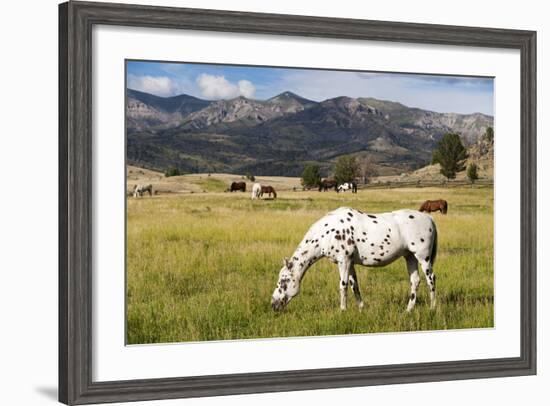 Horses Grazing at Bitterroot Ranch, Dubois, Wyoming, Usa-John Warburton-lee-Framed Photographic Print