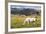 Horses Grazing at Bitterroot Ranch, Dubois, Wyoming, Usa-John Warburton-lee-Framed Photographic Print