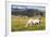 Horses Grazing at Bitterroot Ranch, Dubois, Wyoming, Usa-John Warburton-lee-Framed Photographic Print