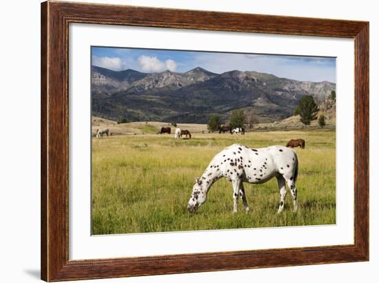 Horses Grazing at Bitterroot Ranch, Dubois, Wyoming, Usa-John Warburton-lee-Framed Photographic Print