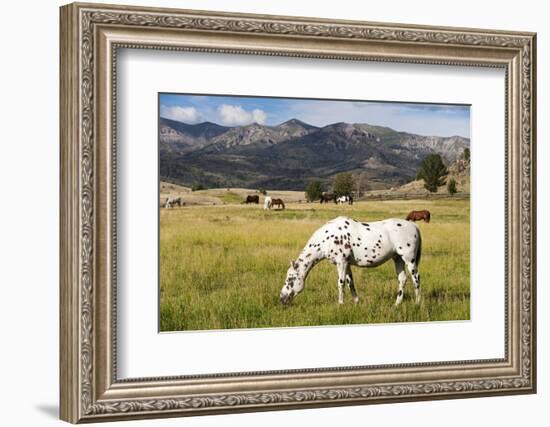 Horses Grazing at Bitterroot Ranch, Dubois, Wyoming, Usa-John Warburton-lee-Framed Photographic Print