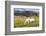 Horses Grazing at Bitterroot Ranch, Dubois, Wyoming, Usa-John Warburton-lee-Framed Photographic Print