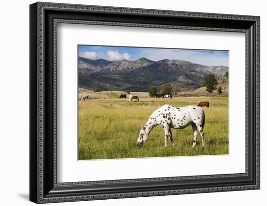 Horses Grazing at Bitterroot Ranch, Dubois, Wyoming, Usa-John Warburton-lee-Framed Photographic Print