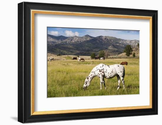 Horses Grazing at Bitterroot Ranch, Dubois, Wyoming, Usa-John Warburton-lee-Framed Photographic Print