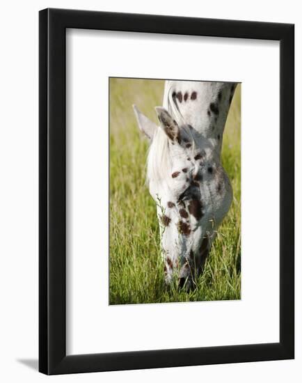 Horses Grazing at Bitterroot Ranch, Dubois, Wyoming, Usa-John Warburton-lee-Framed Photographic Print