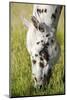 Horses Grazing at Bitterroot Ranch, Dubois, Wyoming, Usa-John Warburton-lee-Mounted Photographic Print