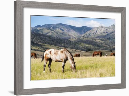 Horses Grazing at Bitterroot Ranch, Dubois, Wyoming, Usa-John Warburton-lee-Framed Photographic Print