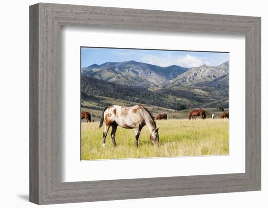 Horses Grazing at Bitterroot Ranch, Dubois, Wyoming, Usa-John Warburton-lee-Framed Photographic Print