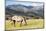 Horses Grazing at Bitterroot Ranch, Dubois, Wyoming, Usa-John Warburton-lee-Mounted Photographic Print