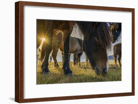 Horses Grazing at Sunset, Iceland-Arctic-Images-Framed Photographic Print