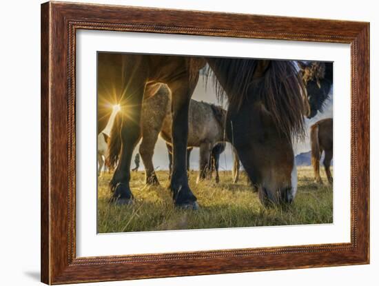 Horses Grazing at Sunset, Iceland-Arctic-Images-Framed Photographic Print