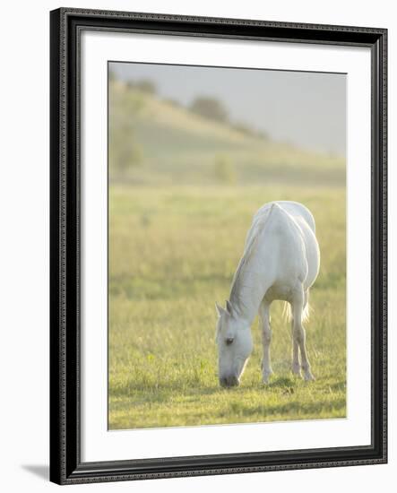 Horses Grazing before Sunset, Philmont Scout Ranch, Cimarron, New Mexico-Maresa Pryor-Framed Photographic Print