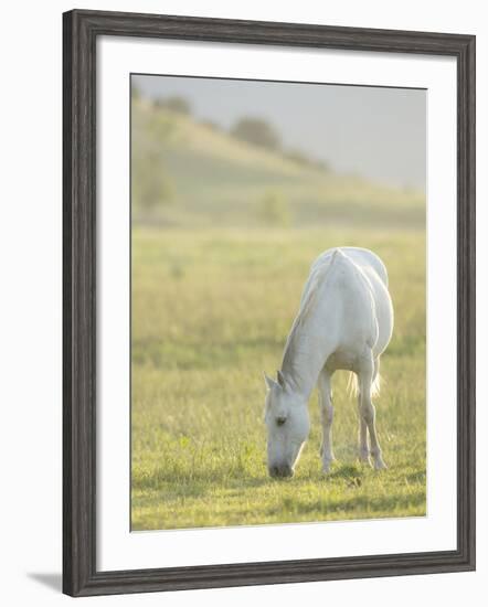 Horses Grazing before Sunset, Philmont Scout Ranch, Cimarron, New Mexico-Maresa Pryor-Framed Photographic Print