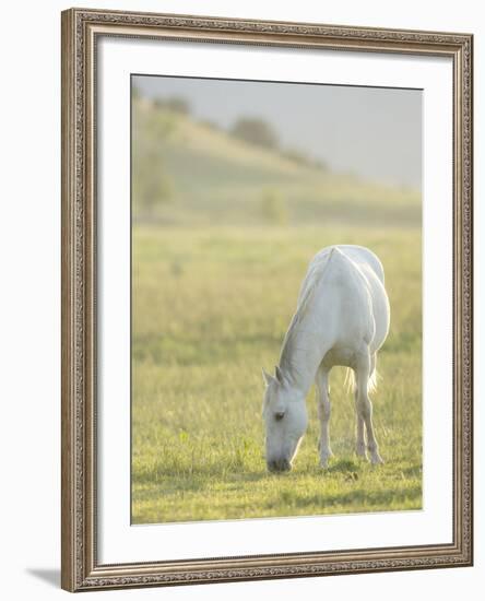 Horses Grazing before Sunset, Philmont Scout Ranch, Cimarron, New Mexico-Maresa Pryor-Framed Photographic Print