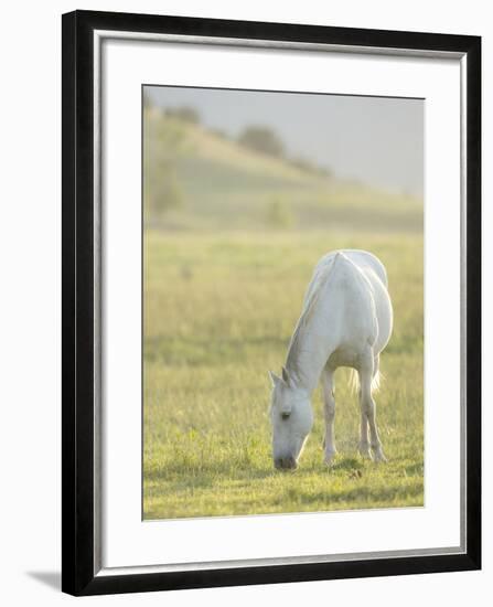 Horses Grazing before Sunset, Philmont Scout Ranch, Cimarron, New Mexico-Maresa Pryor-Framed Photographic Print