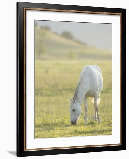 Horses Grazing before Sunset, Philmont Scout Ranch, Cimarron, New Mexico-Maresa Pryor-Framed Photographic Print