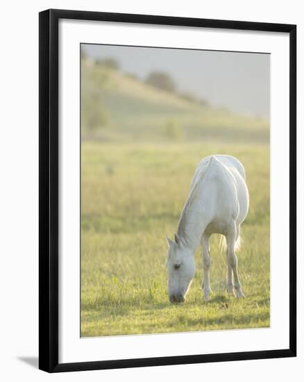 Horses Grazing before Sunset, Philmont Scout Ranch, Cimarron, New Mexico-Maresa Pryor-Framed Photographic Print