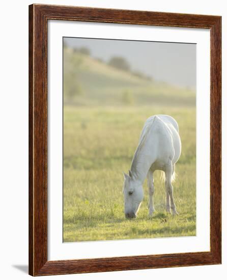 Horses Grazing before Sunset, Philmont Scout Ranch, Cimarron, New Mexico-Maresa Pryor-Framed Photographic Print