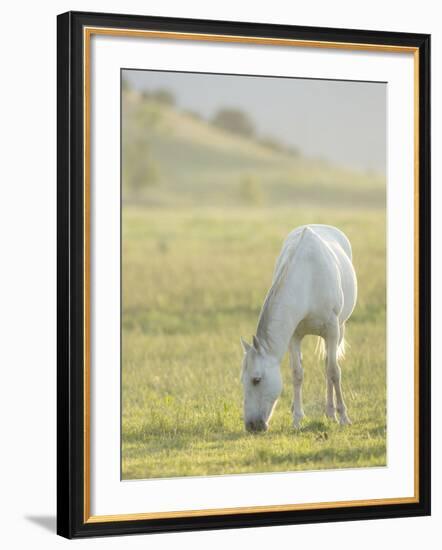 Horses Grazing before Sunset, Philmont Scout Ranch, Cimarron, New Mexico-Maresa Pryor-Framed Photographic Print