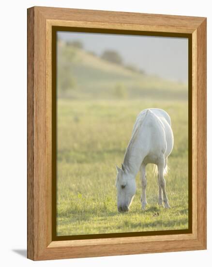 Horses Grazing before Sunset, Philmont Scout Ranch, Cimarron, New Mexico-Maresa Pryor-Framed Premier Image Canvas