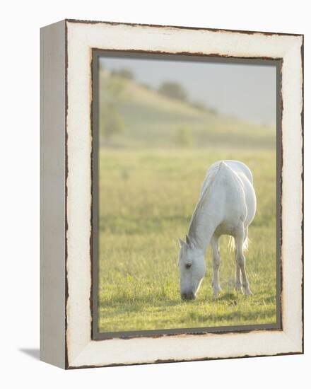 Horses Grazing before Sunset, Philmont Scout Ranch, Cimarron, New Mexico-Maresa Pryor-Framed Premier Image Canvas