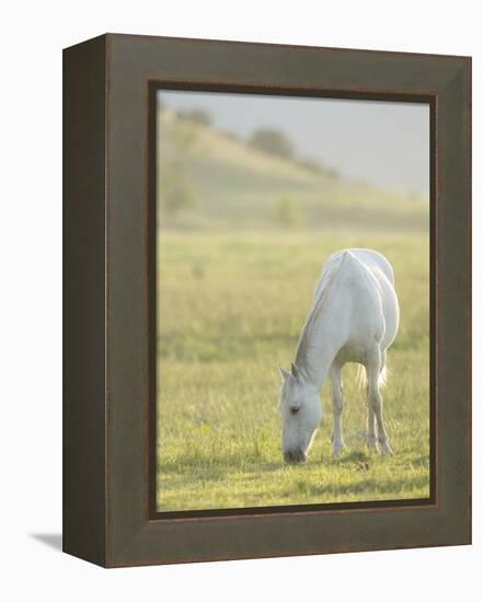 Horses Grazing before Sunset, Philmont Scout Ranch, Cimarron, New Mexico-Maresa Pryor-Framed Premier Image Canvas