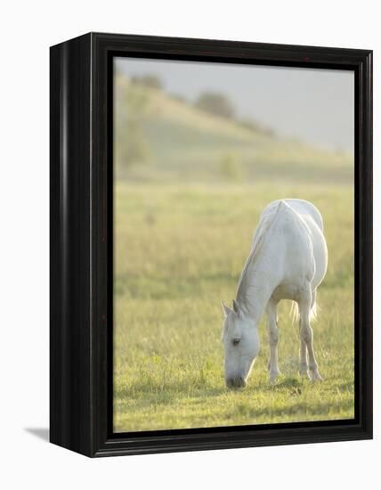 Horses Grazing before Sunset, Philmont Scout Ranch, Cimarron, New Mexico-Maresa Pryor-Framed Premier Image Canvas