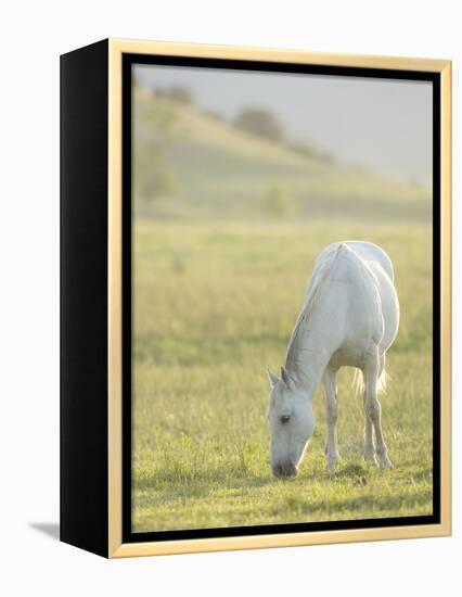 Horses Grazing before Sunset, Philmont Scout Ranch, Cimarron, New Mexico-Maresa Pryor-Framed Premier Image Canvas