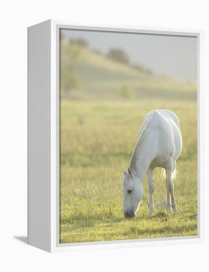 Horses Grazing before Sunset, Philmont Scout Ranch, Cimarron, New Mexico-Maresa Pryor-Framed Premier Image Canvas