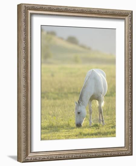 Horses Grazing before Sunset, Philmont Scout Ranch, Cimarron, New Mexico-Maresa Pryor-Framed Photographic Print