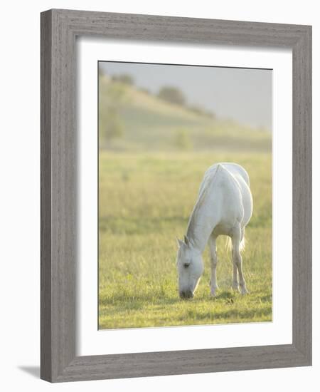 Horses Grazing before Sunset, Philmont Scout Ranch, Cimarron, New Mexico-Maresa Pryor-Framed Photographic Print