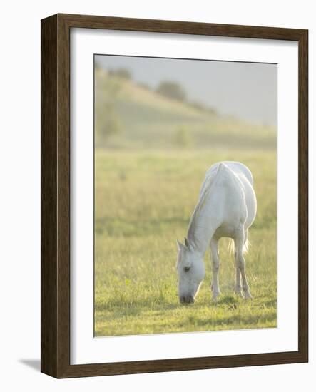 Horses Grazing before Sunset, Philmont Scout Ranch, Cimarron, New Mexico-Maresa Pryor-Framed Photographic Print