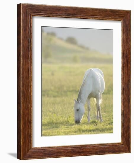 Horses Grazing before Sunset, Philmont Scout Ranch, Cimarron, New Mexico-Maresa Pryor-Framed Photographic Print