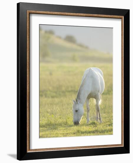 Horses Grazing before Sunset, Philmont Scout Ranch, Cimarron, New Mexico-Maresa Pryor-Framed Photographic Print