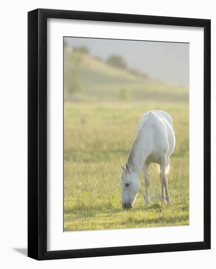 Horses Grazing before Sunset, Philmont Scout Ranch, Cimarron, New Mexico-Maresa Pryor-Framed Photographic Print