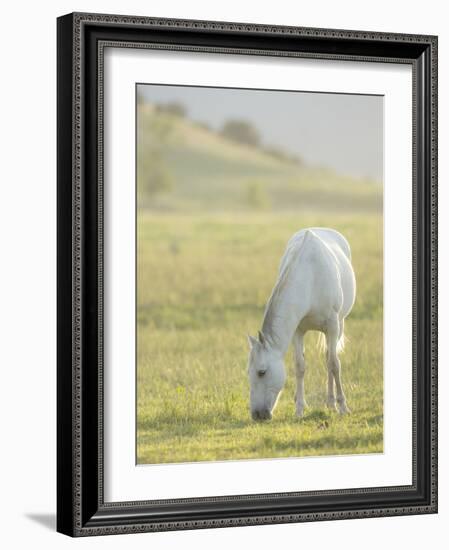 Horses Grazing before Sunset, Philmont Scout Ranch, Cimarron, New Mexico-Maresa Pryor-Framed Photographic Print