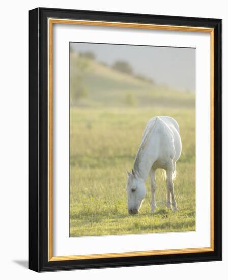 Horses Grazing before Sunset, Philmont Scout Ranch, Cimarron, New Mexico-Maresa Pryor-Framed Photographic Print